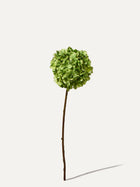 Hortensia 70 cm
