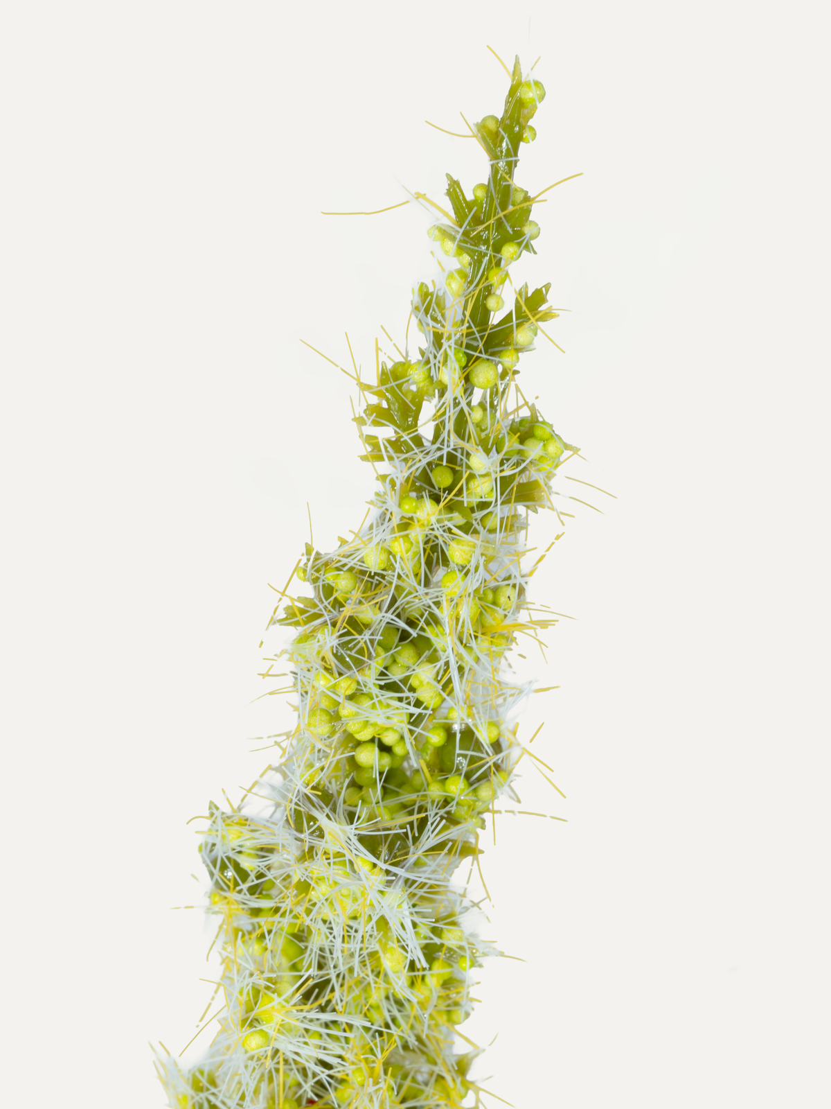 Foxtail 82 cm 1 pc. - Artificial branch