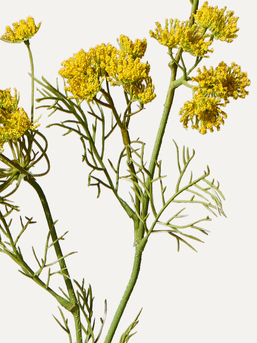 Dill Zweig 84 cm
