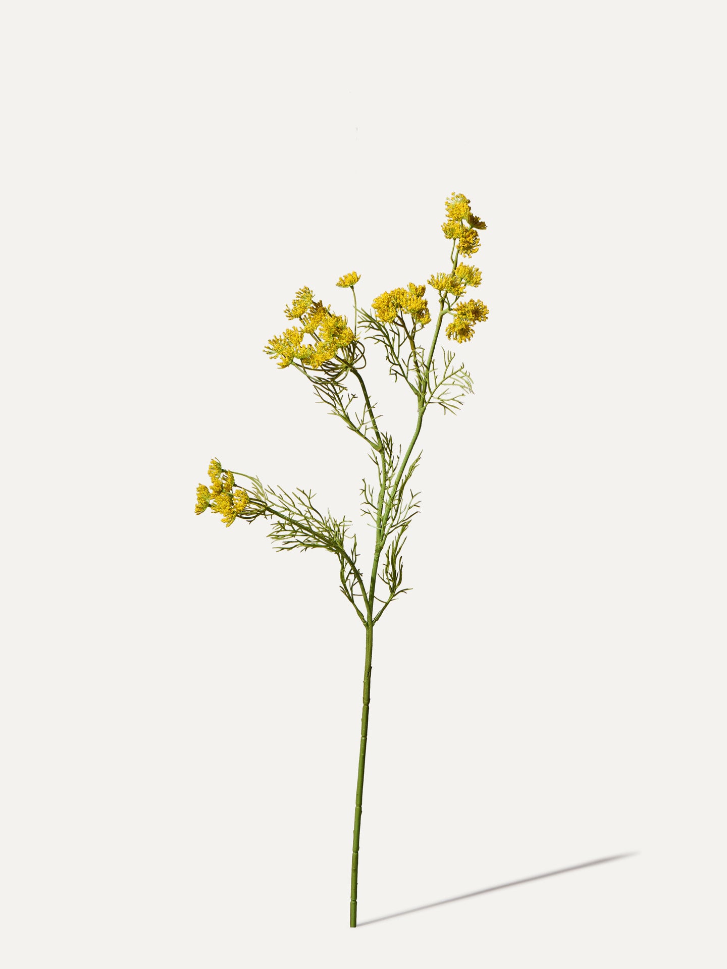 Dill Zweig 84 cm