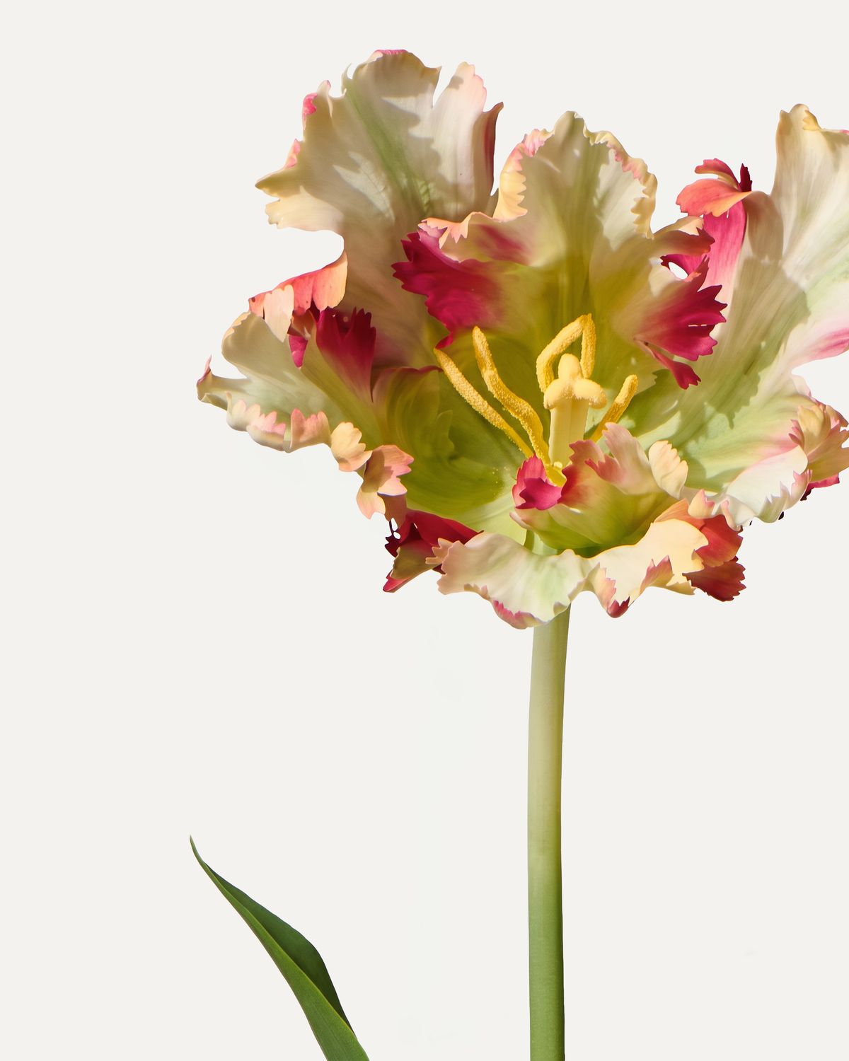 Parrot tulip 71 cm 1 pc. - artificial flower