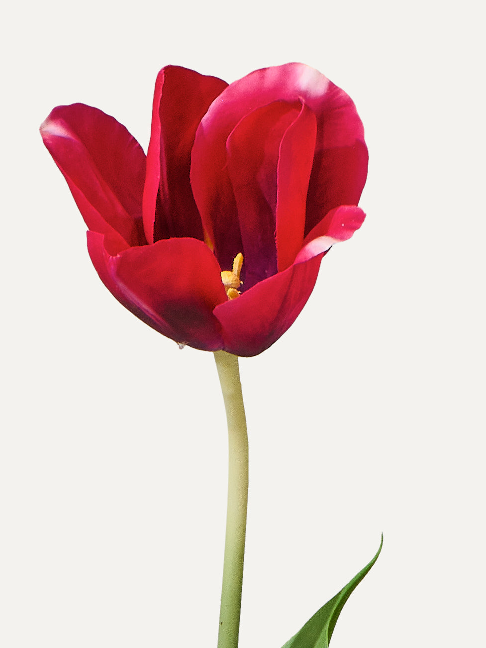 Tulpe 72 cm