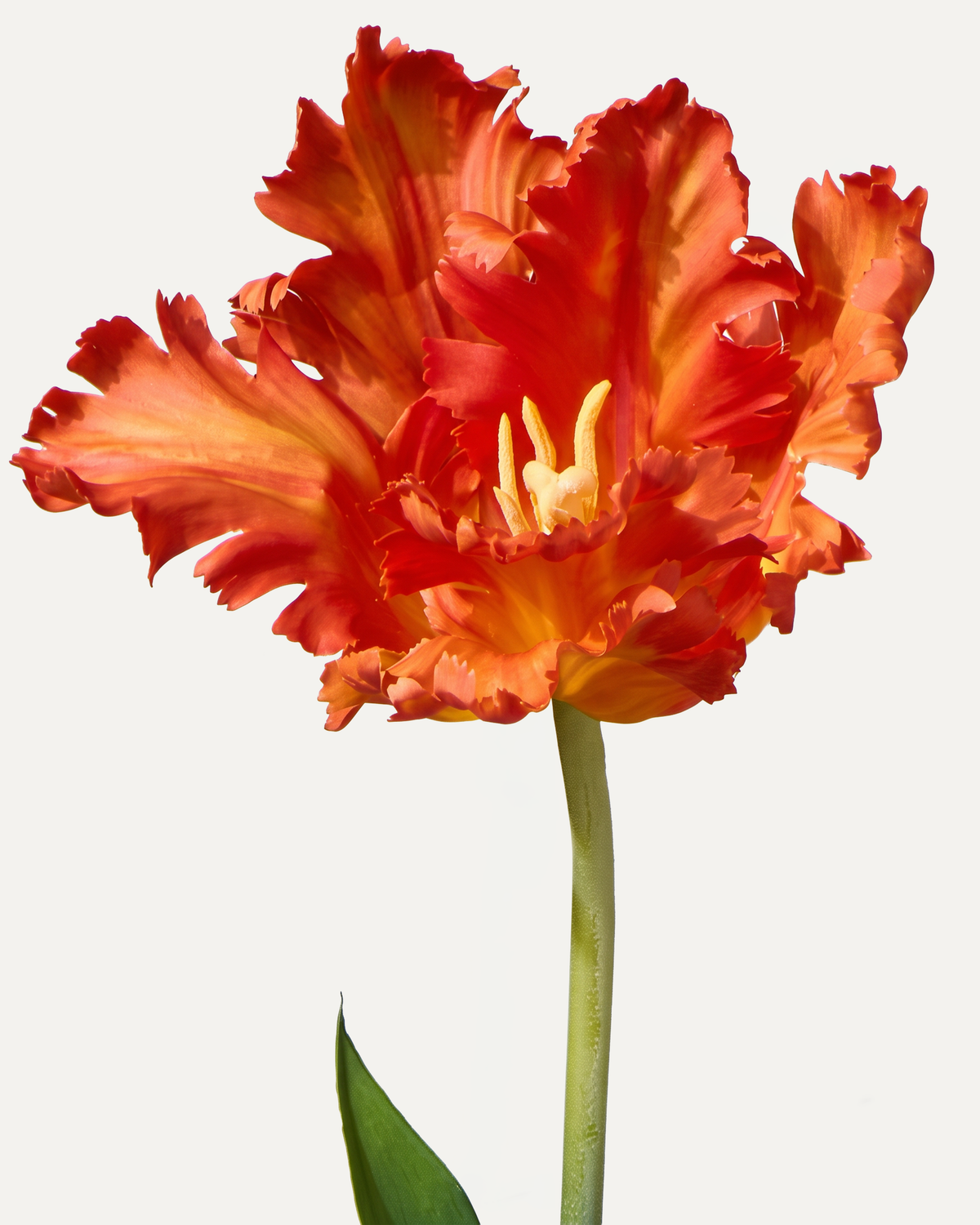 Parrot tulip 71 cm 1 pc. - artificial flower