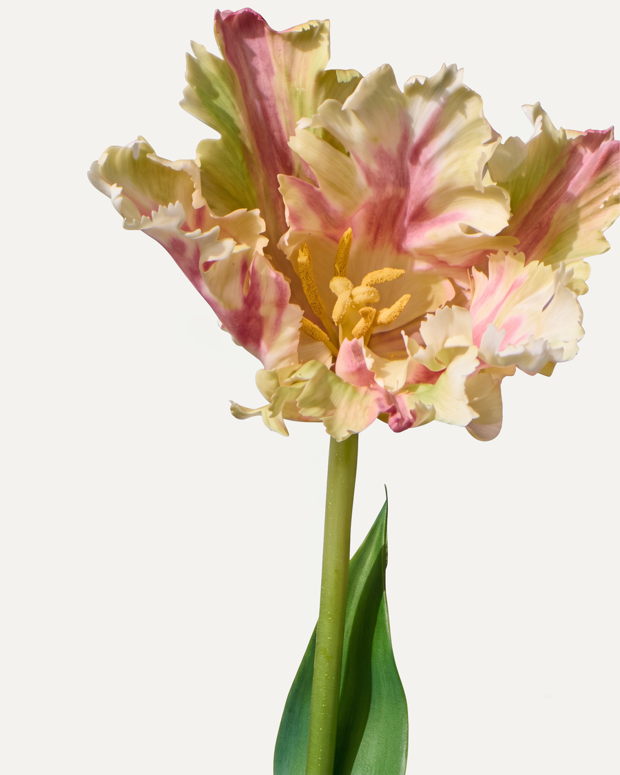 Papageientulpe 71 cm 1 Stk. - Kunstblume