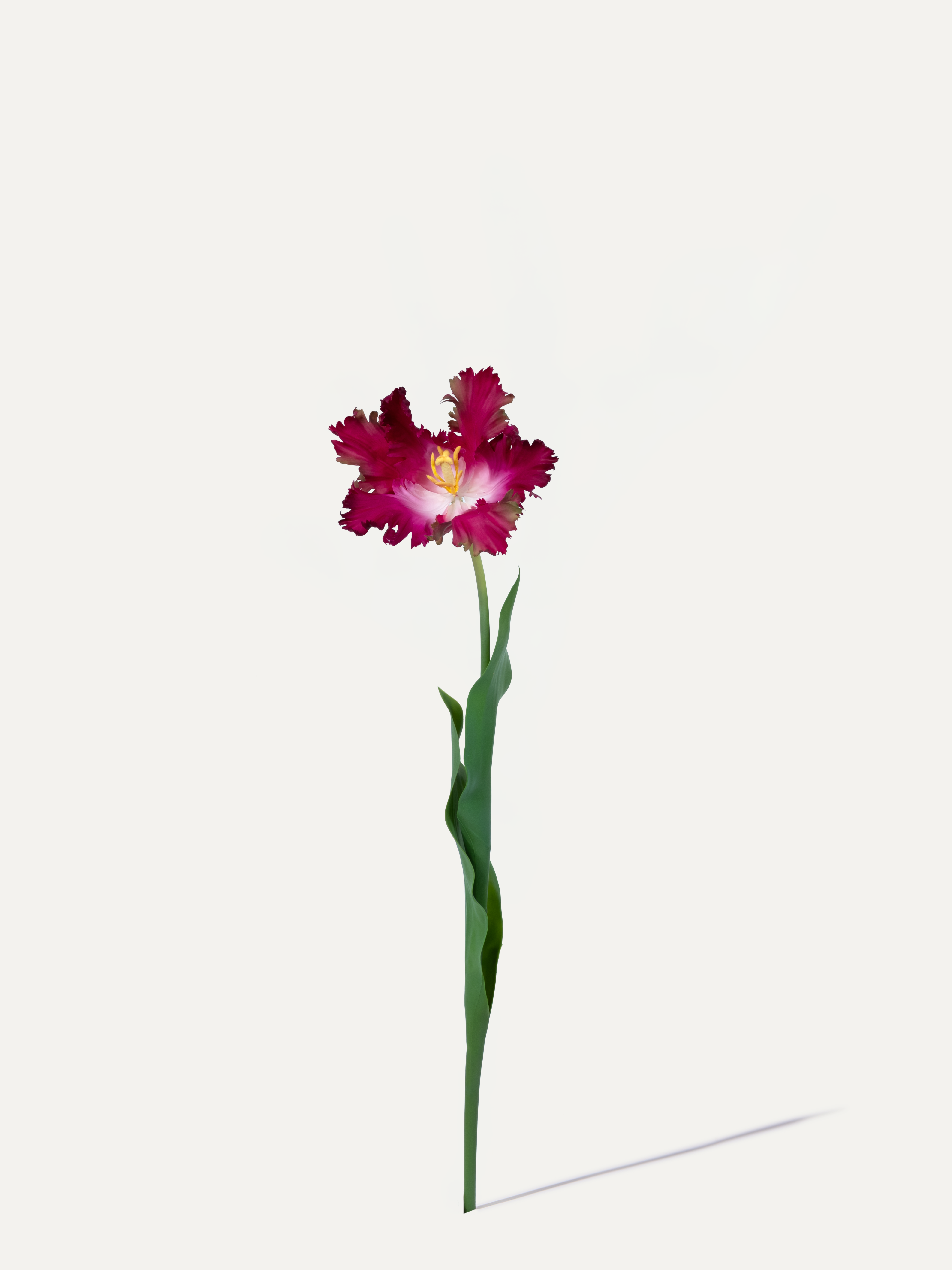 Papageientulpe 71 cm 1 Stk. - Kunstblume