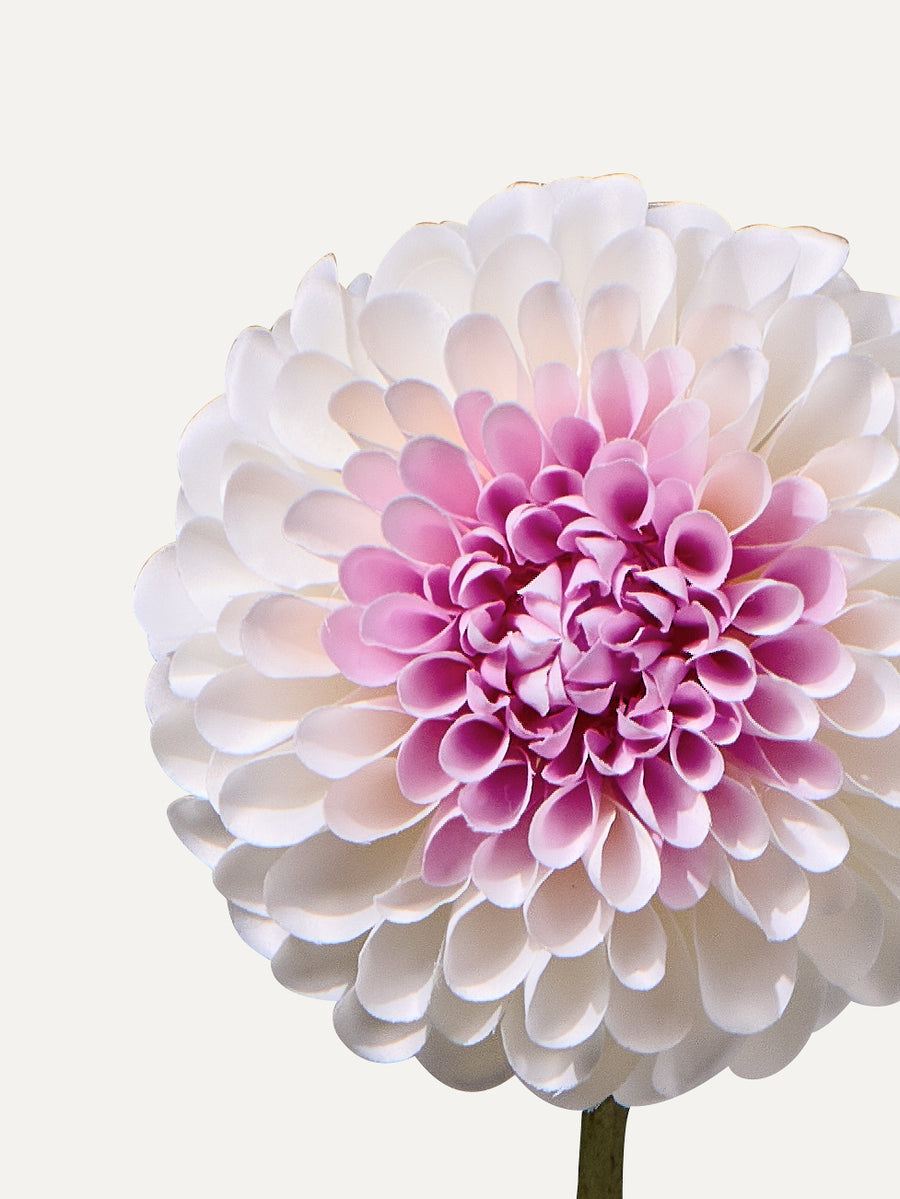 Dahlie 64 cm 1 Stk. - Kunstblume