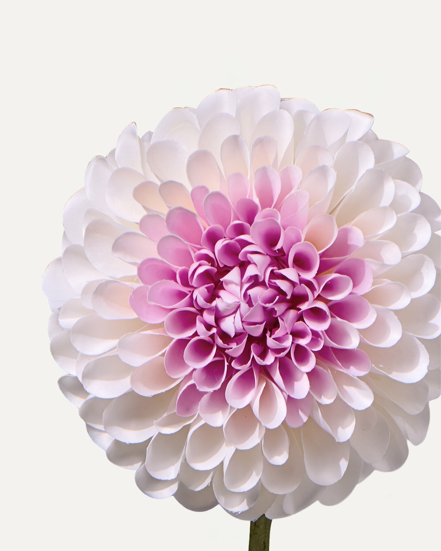Dahlie 64 cm 1 Stk. - Kunstblume