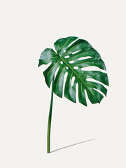 Monstera leaf 68 cm - artificial branch