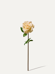 Rose 68 cm