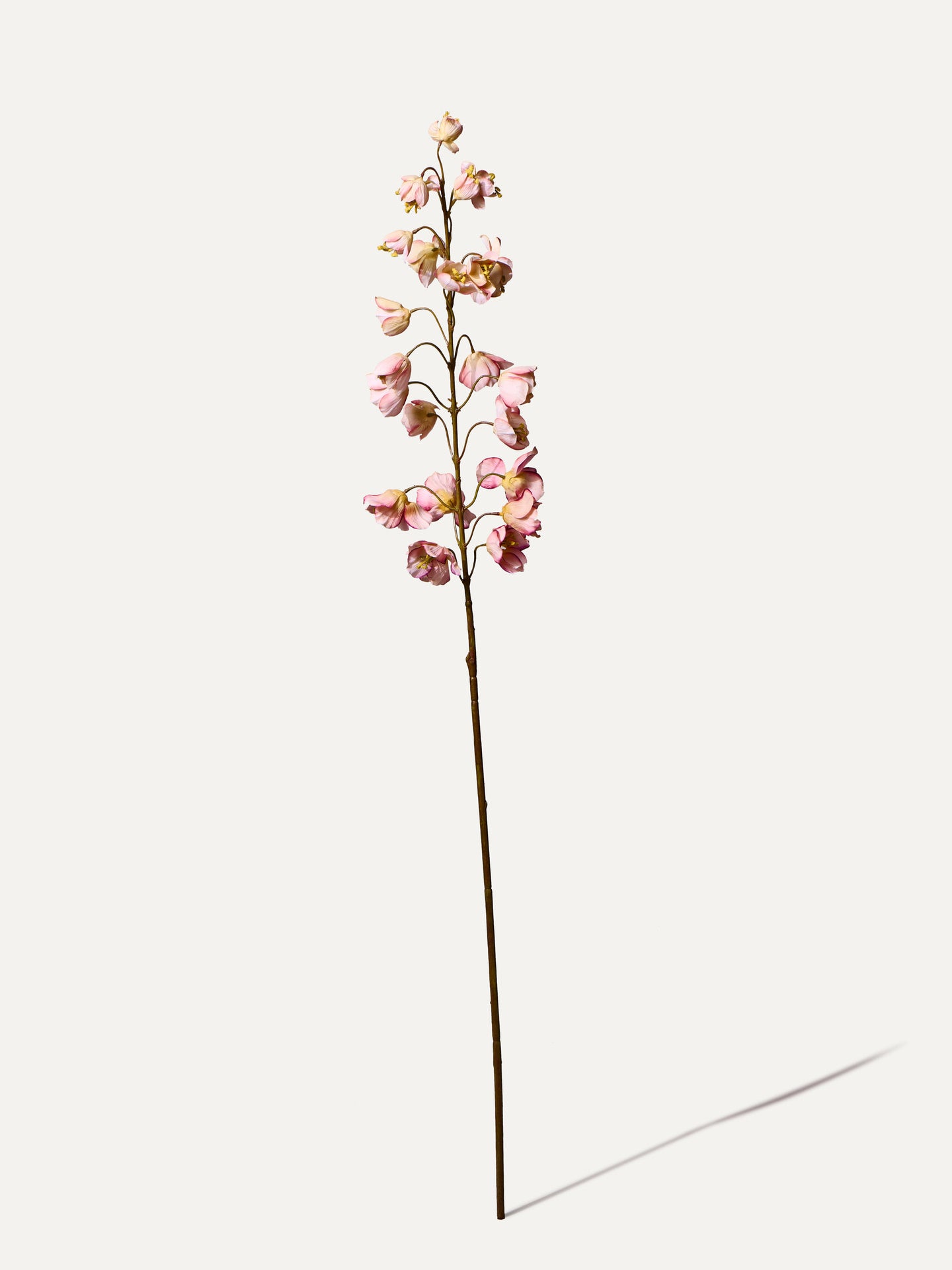 Schachblume 112 cm