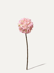 Hortensie 70 cm