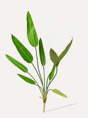 Strelitzia 105 cm 1 piece - artificial branch