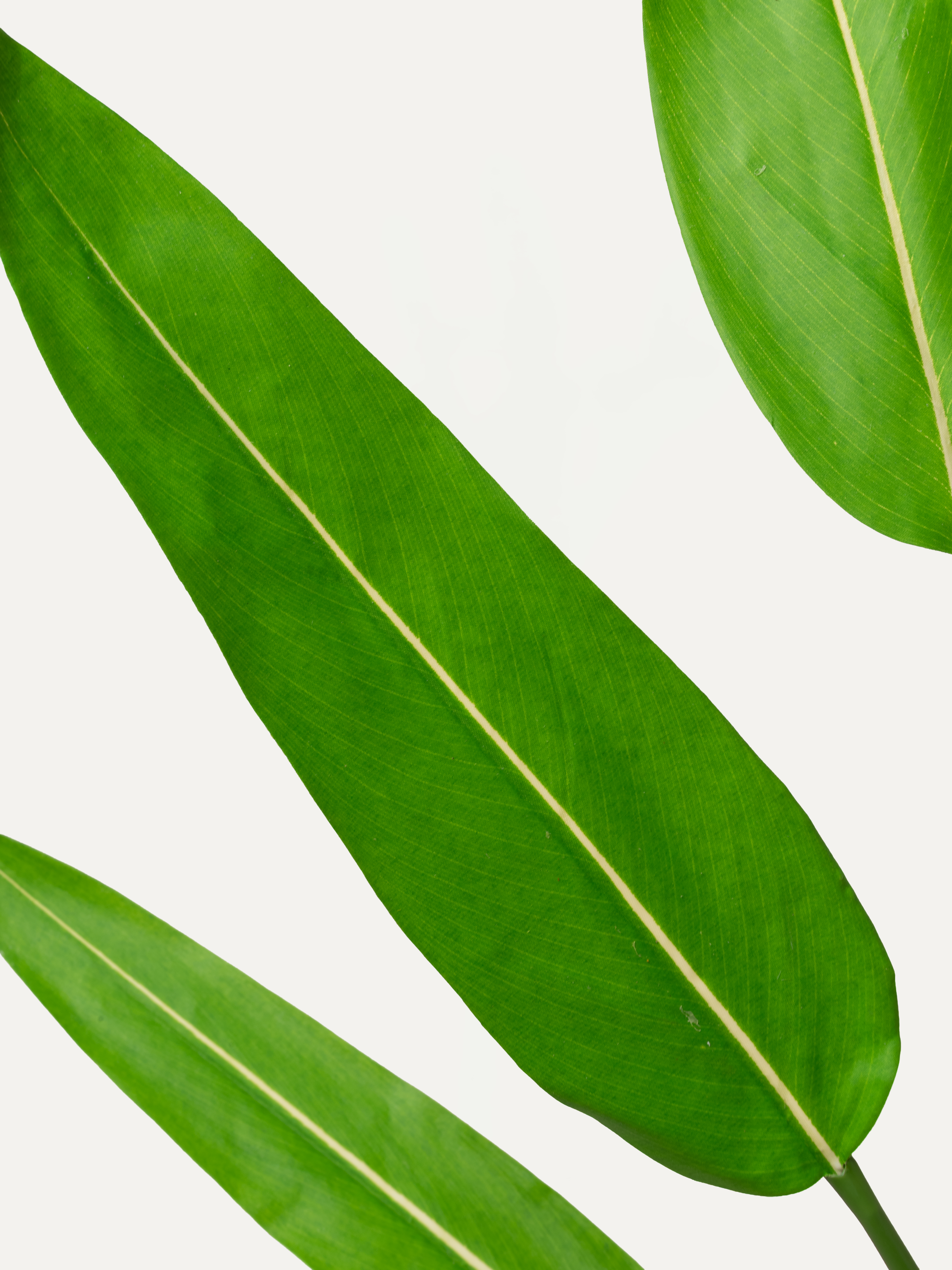 Strelitzia 105 cm 1 Stk. - Kunstzweig