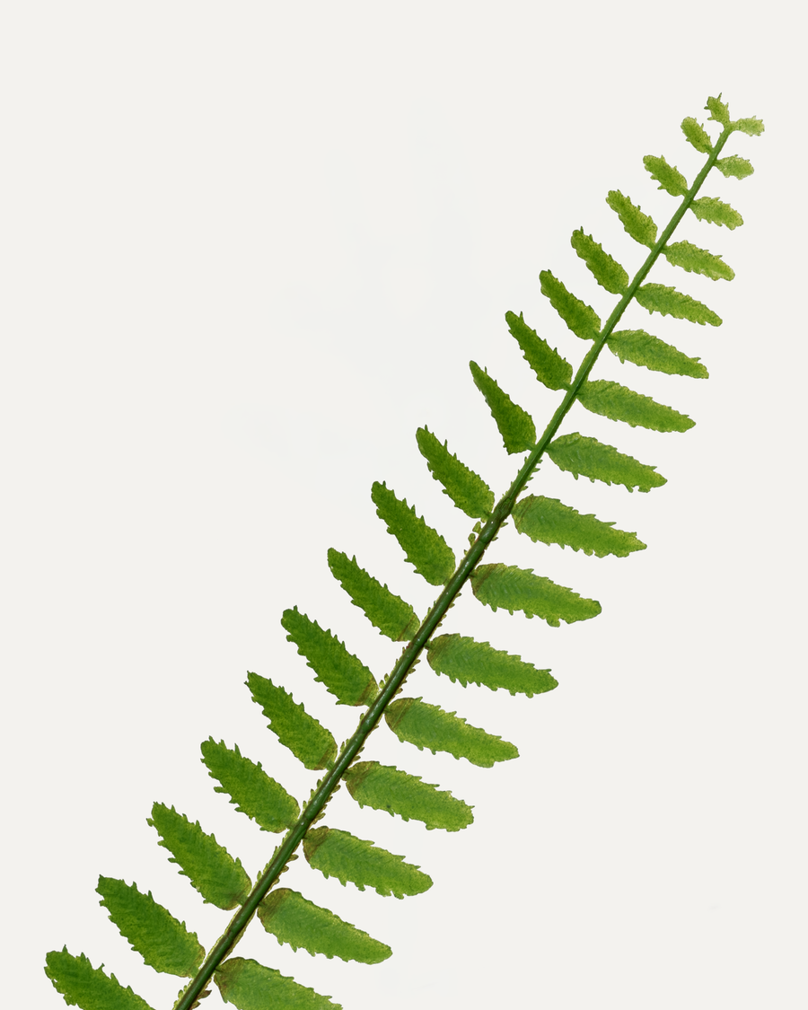 Farnzweig 106 cm 1 Stk. - Kunstzweig