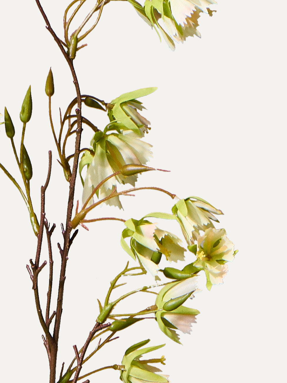 Ganiterbaum Zweig 99 cm