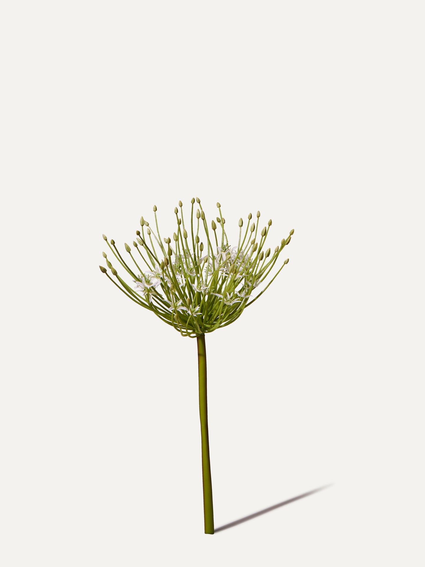 Allium 53 cm