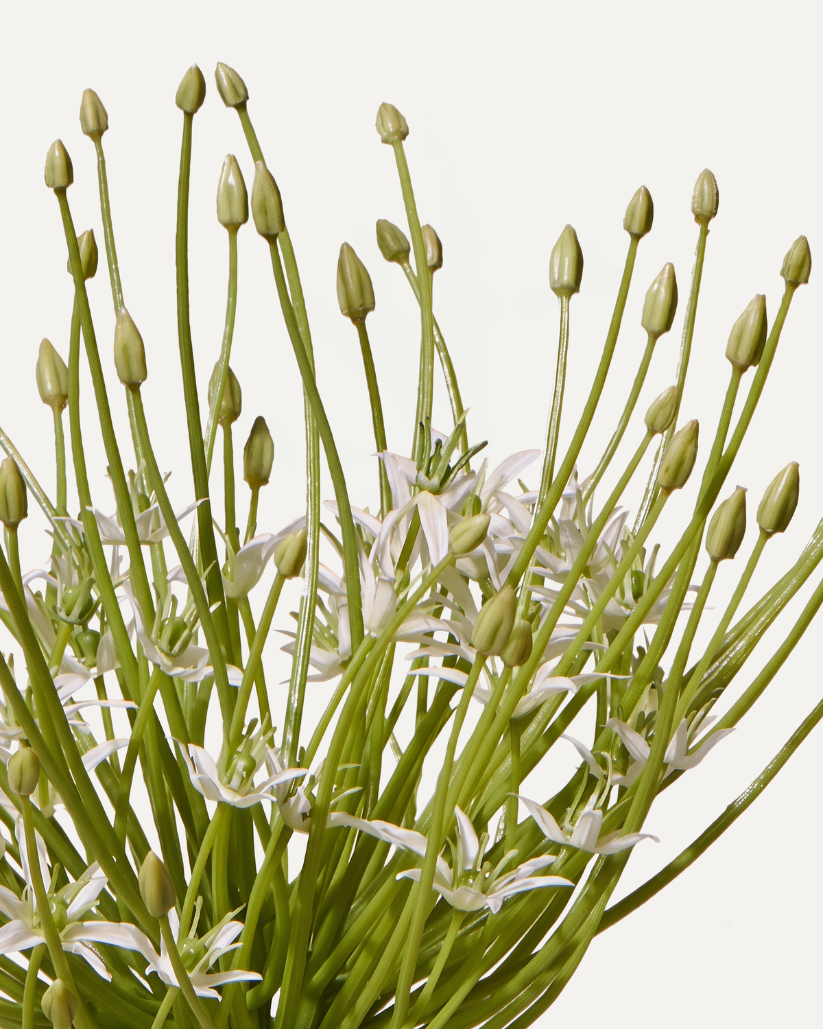 Allium 53 cm 1 Stk. - Kunstblume