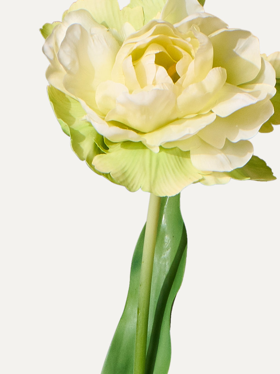 Tulpe 84 cm