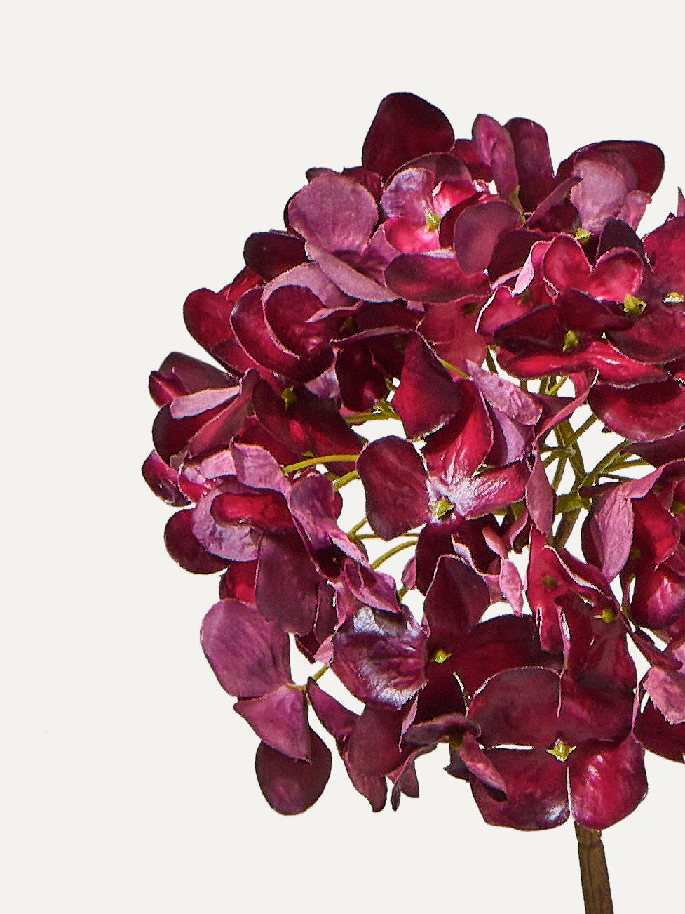 Hortensie 63 cm
