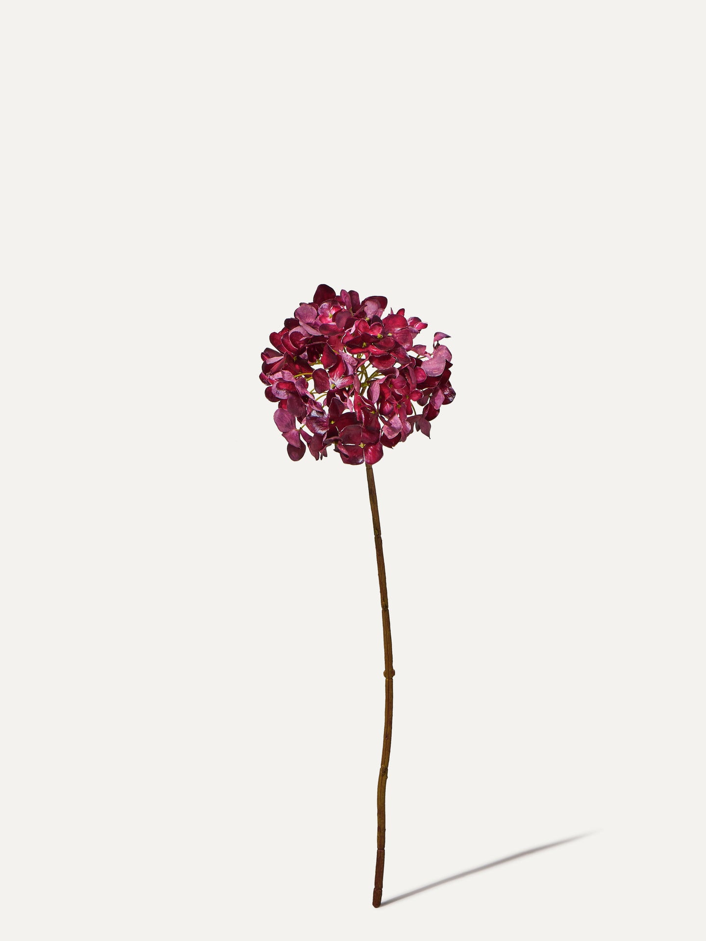 Hortensie 63 cm