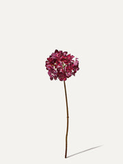 Hortensie 63 cm