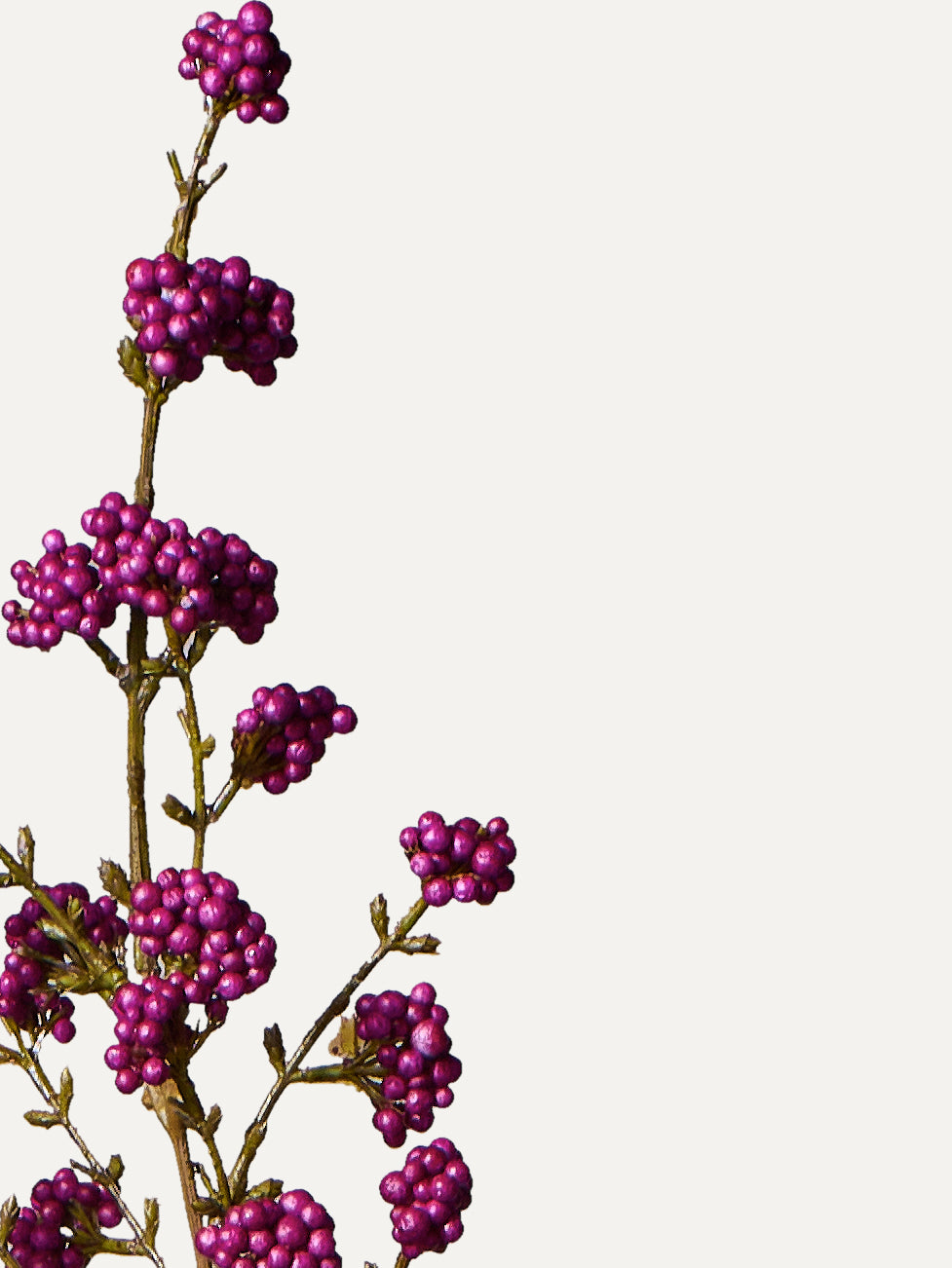 Callicarpa Zweig 120 cm