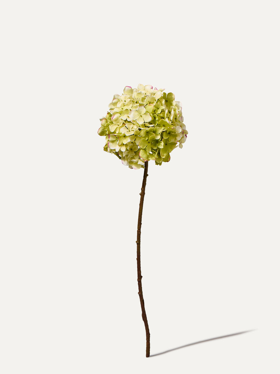 Hortensia 70 cm