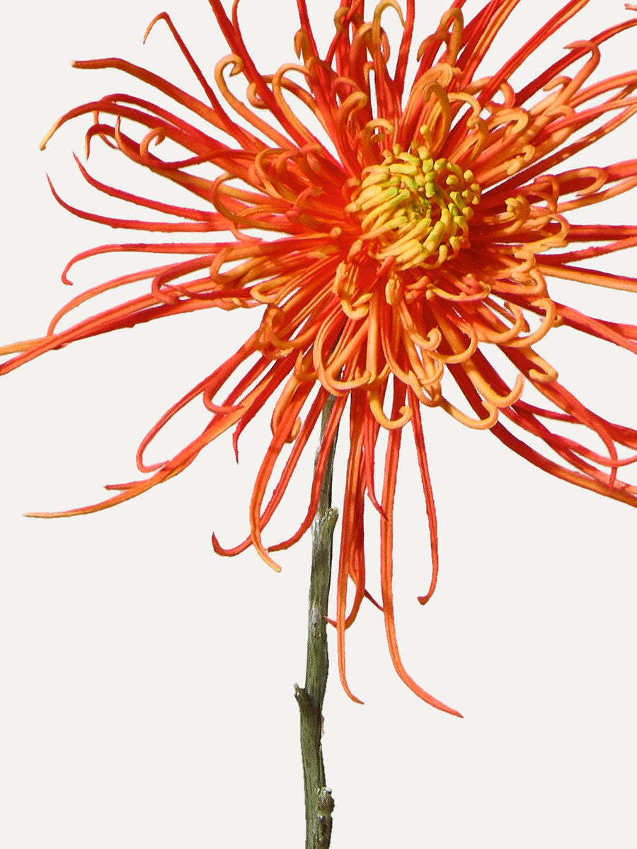 Spider-Chrysantheme 71 cm 1 Stk. - Kunstblume