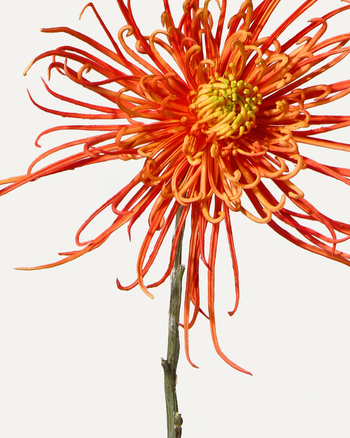 Chrysanthème araignée 71 cm 1 pc - Fleur artificielle