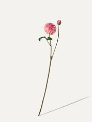 Dahlie 73 cm