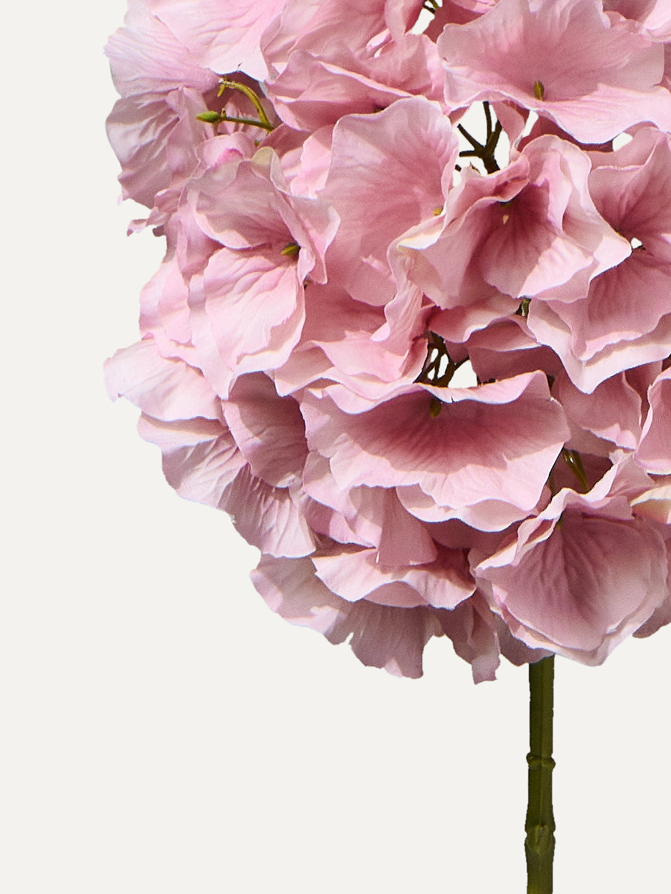 Hortensie 72 cm
