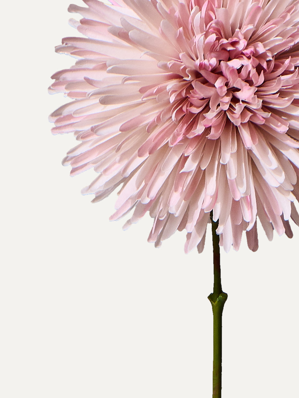 Chrysant 60 cm