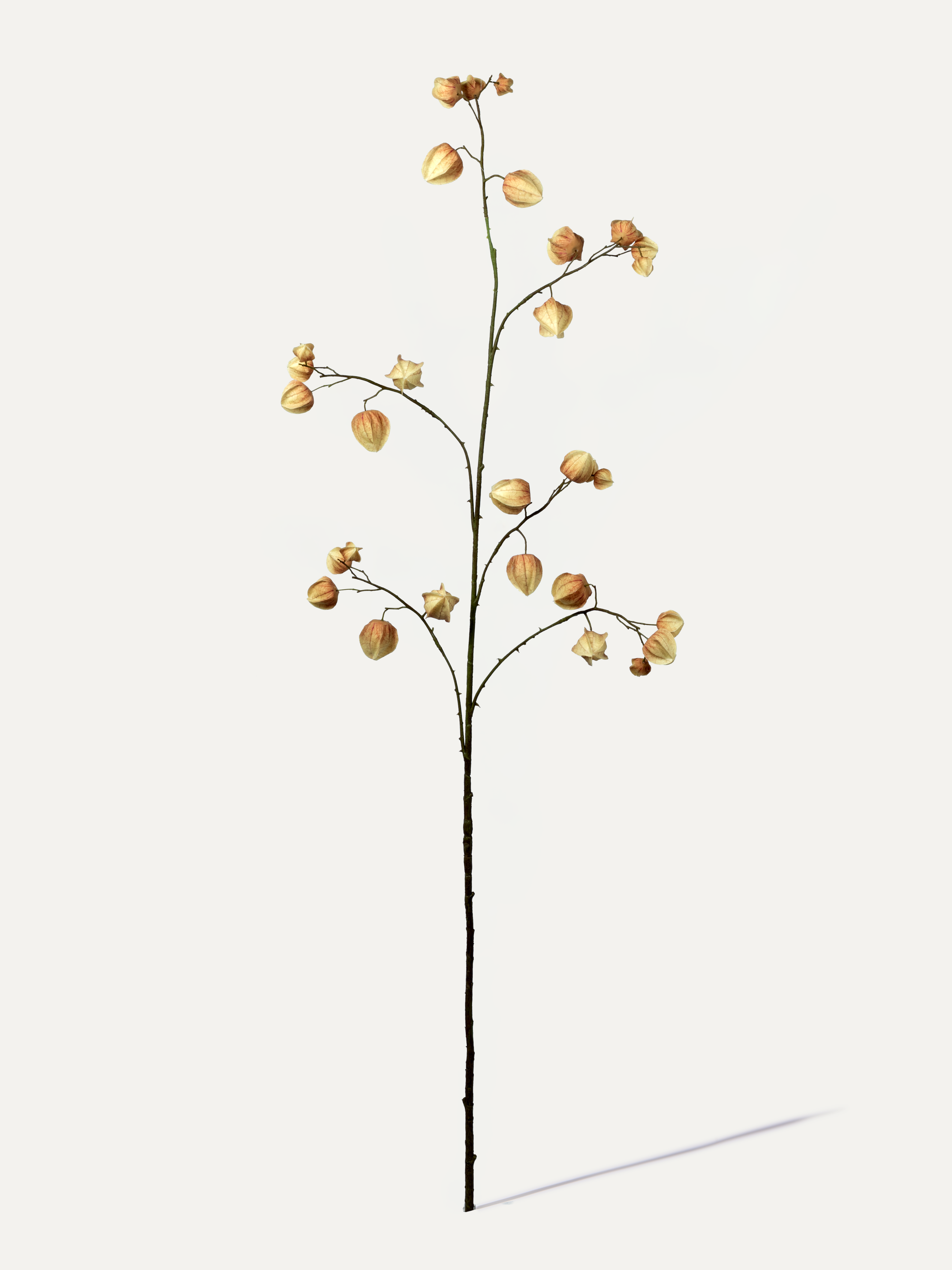 Physalis branch 125 cm 1 pc. - Artificial branch