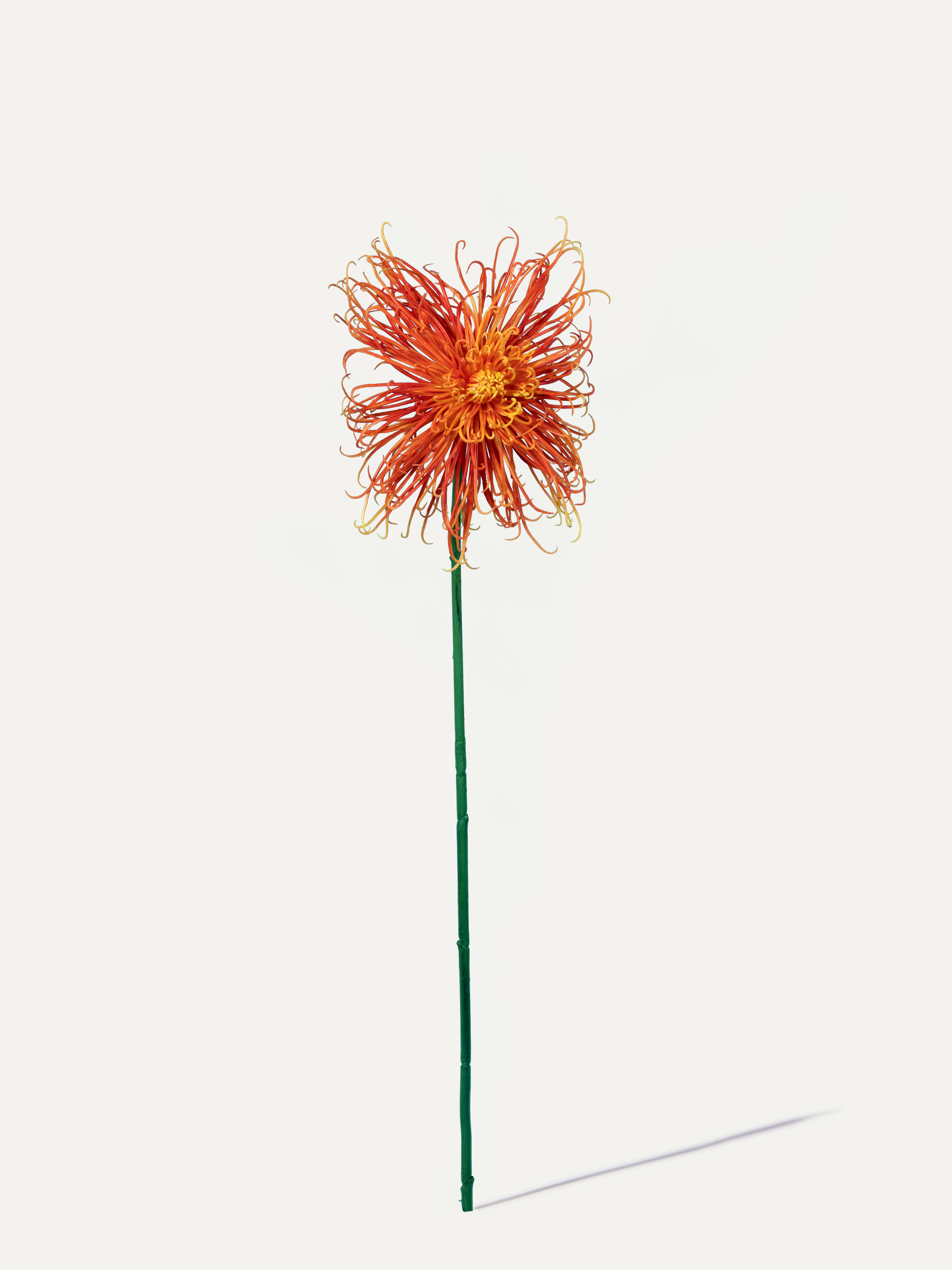 Spider Chrysanthemum 92 cm 1 pc. - Artificial Flower