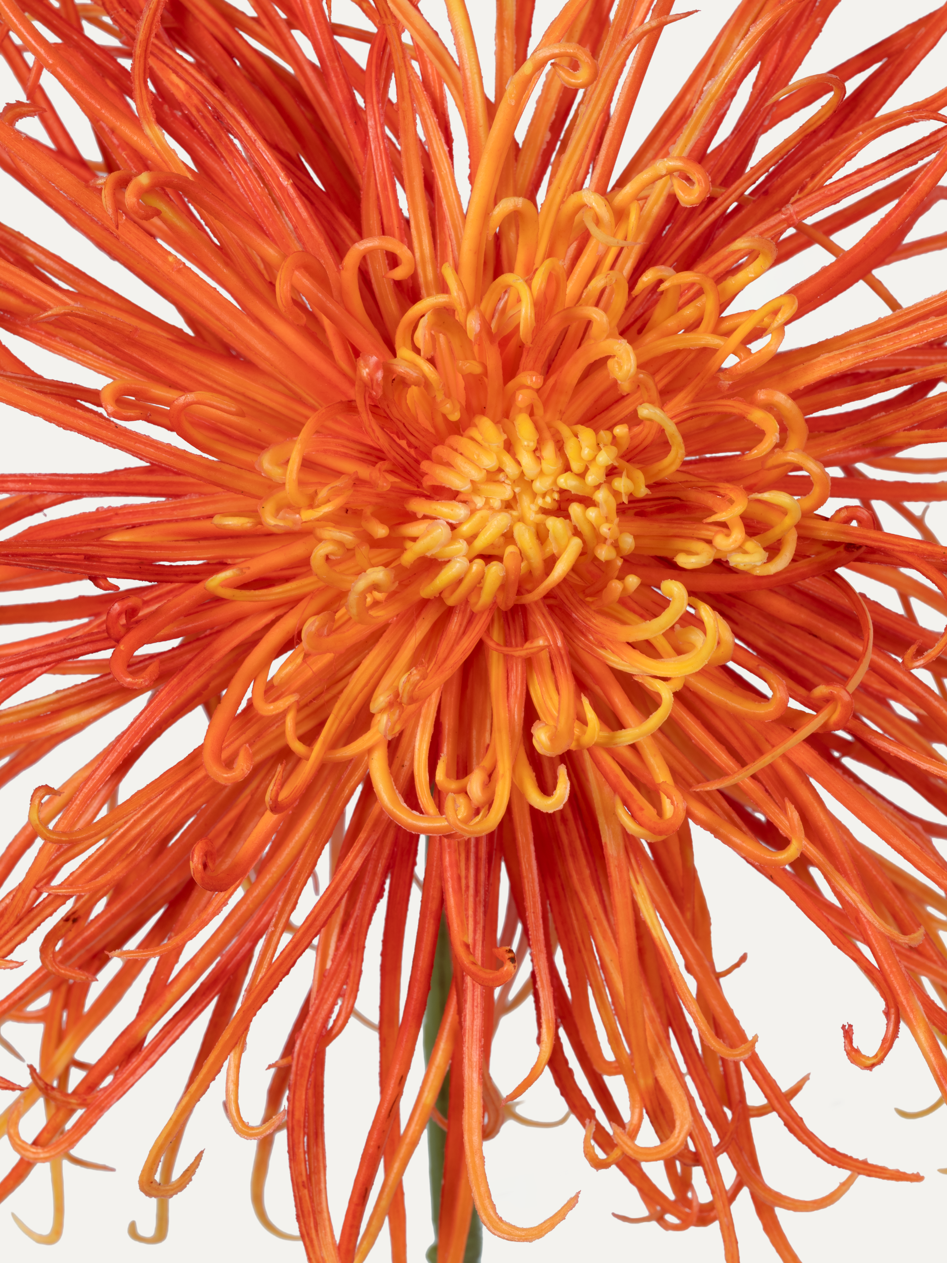 Spider Chrysanthemum 92 cm 1 pc. - Artificial Flower