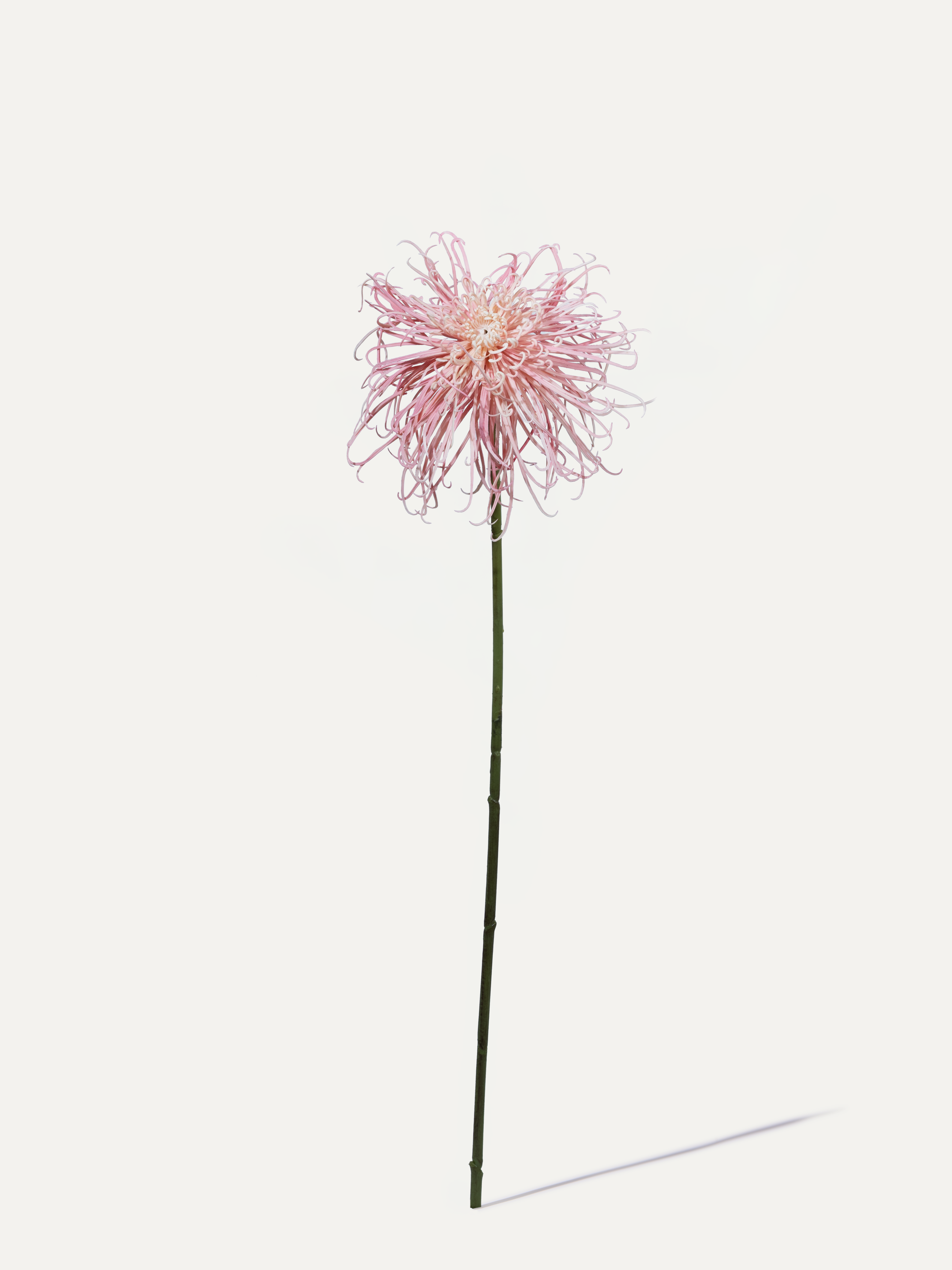 Spider Chrysanthemum 92 cm 1 pc. - Artificial Flower
