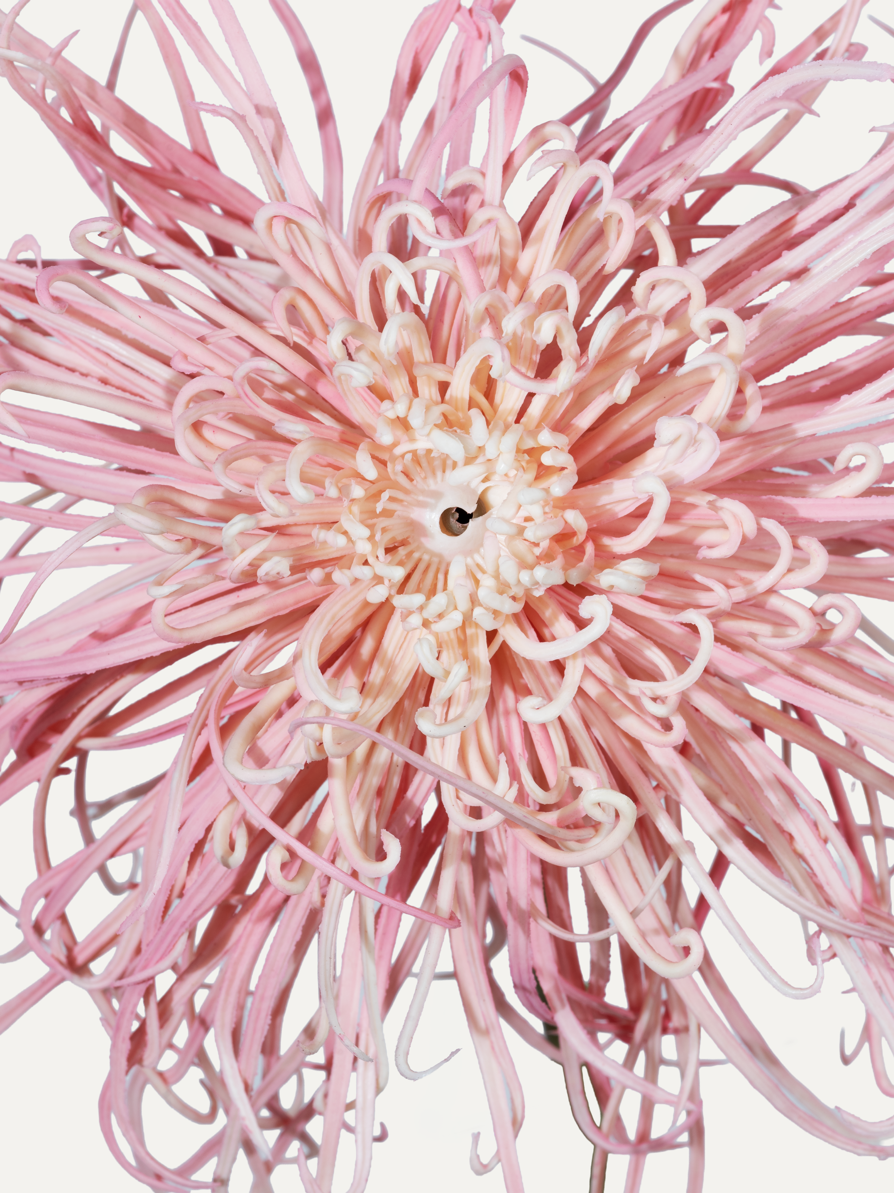 Spider Chrysanthemum 92 cm 1 pc. - Artificial Flower