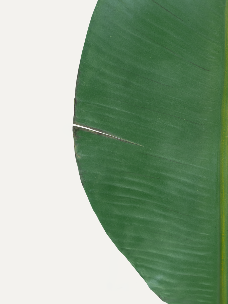 Strelitzia 99 cm 1 Stk. - Kunstzweig