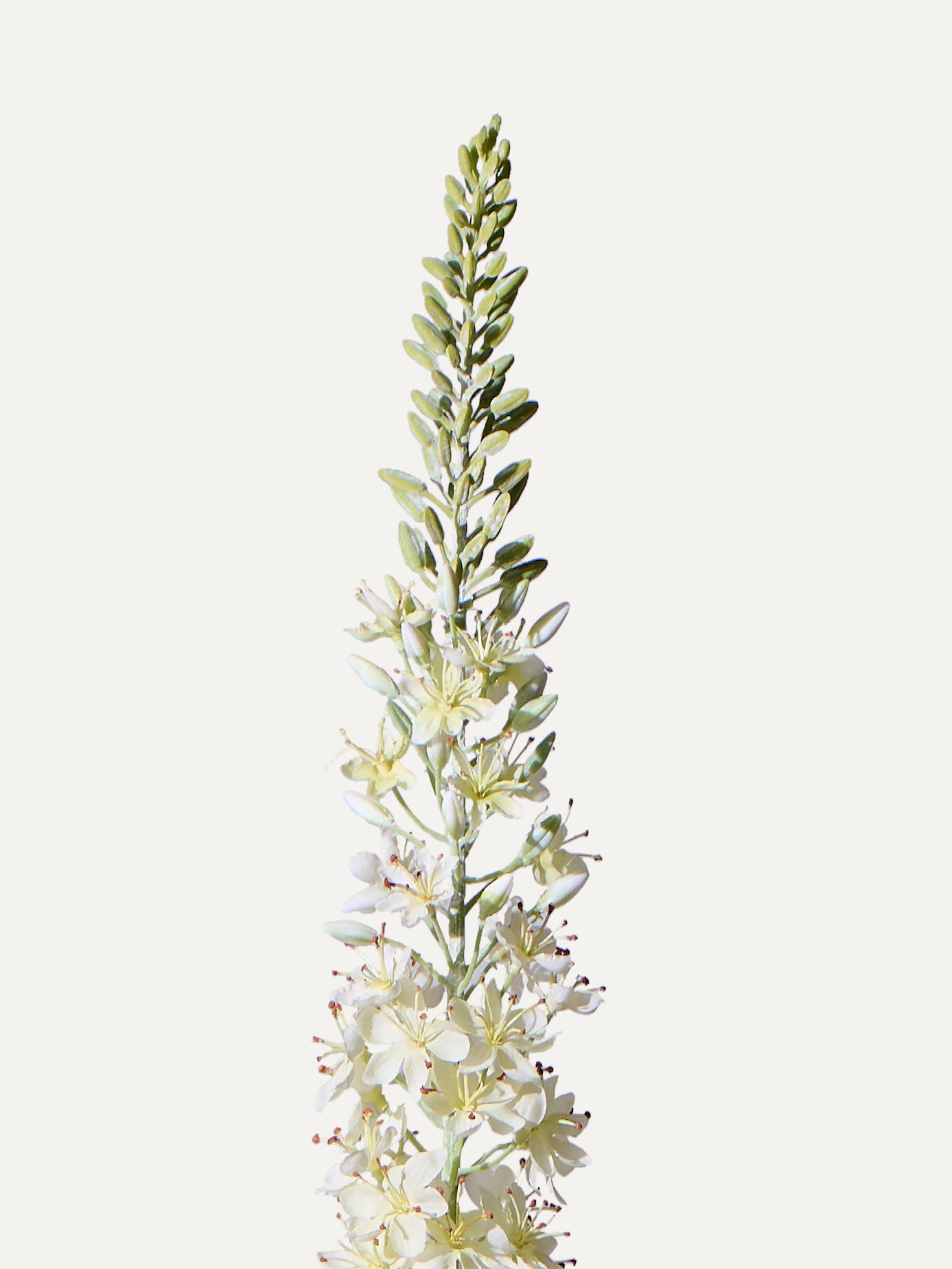 Steppenkerze 105 cm 1 Stk. - Kunstblume