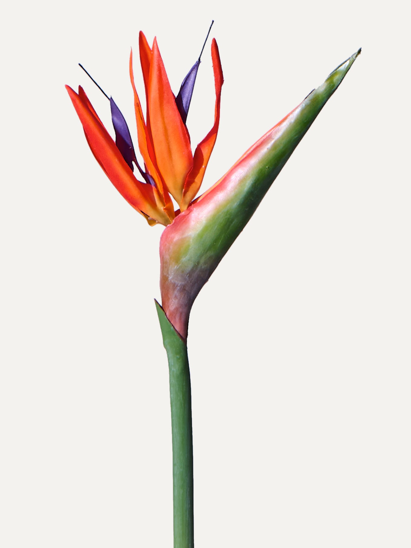 Paradiesvogel 85 cm 1 Stk. - Kunstblume