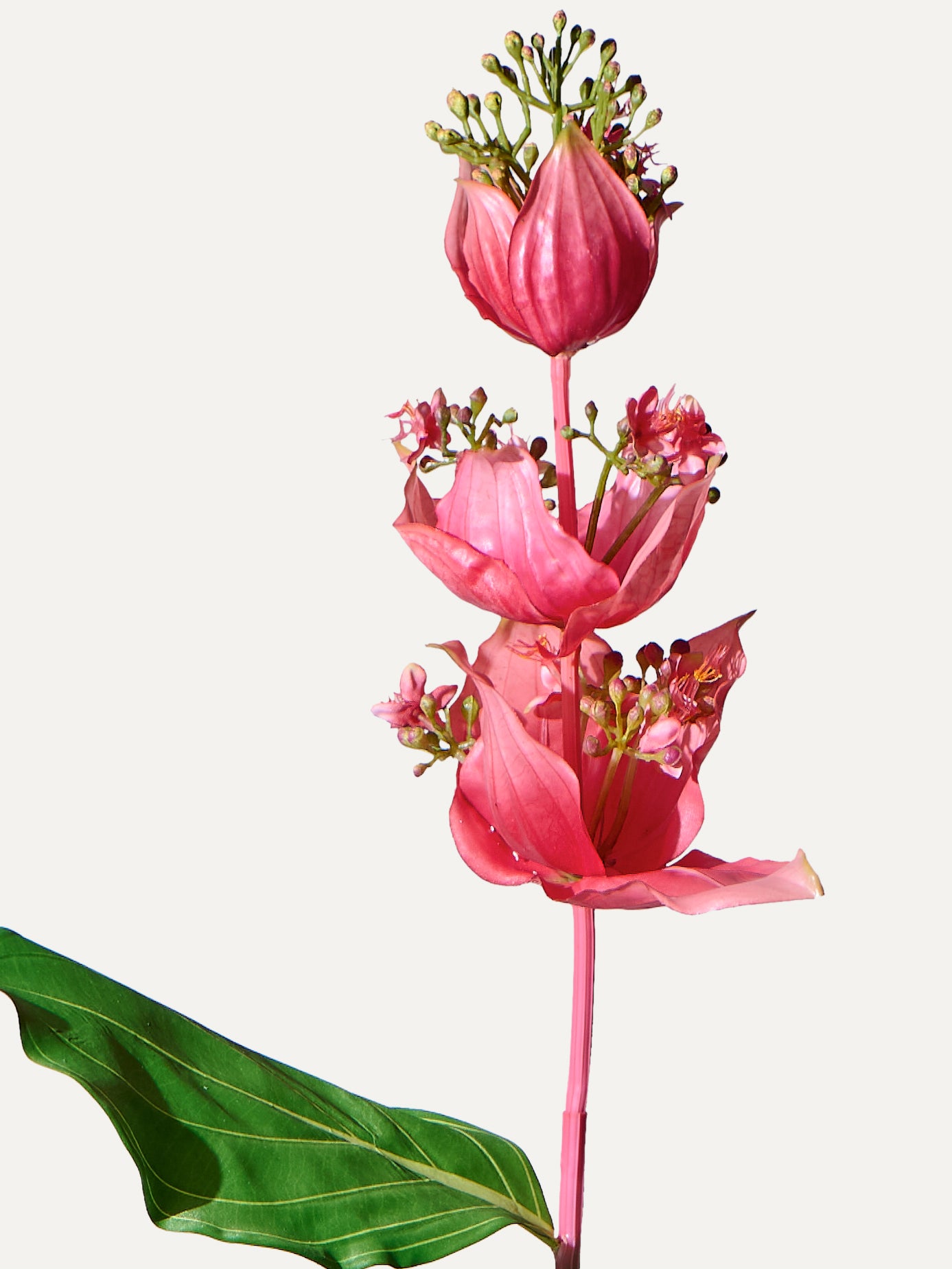 Medinilla 110 cm 1 Stk. - Kunstblume