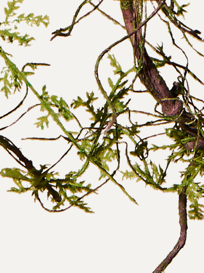 Holz Ast 142 cm 1. Stk - Kunstzweig