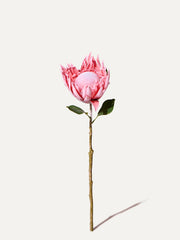 Protea 70 cm 1. Stk - Kunstblume