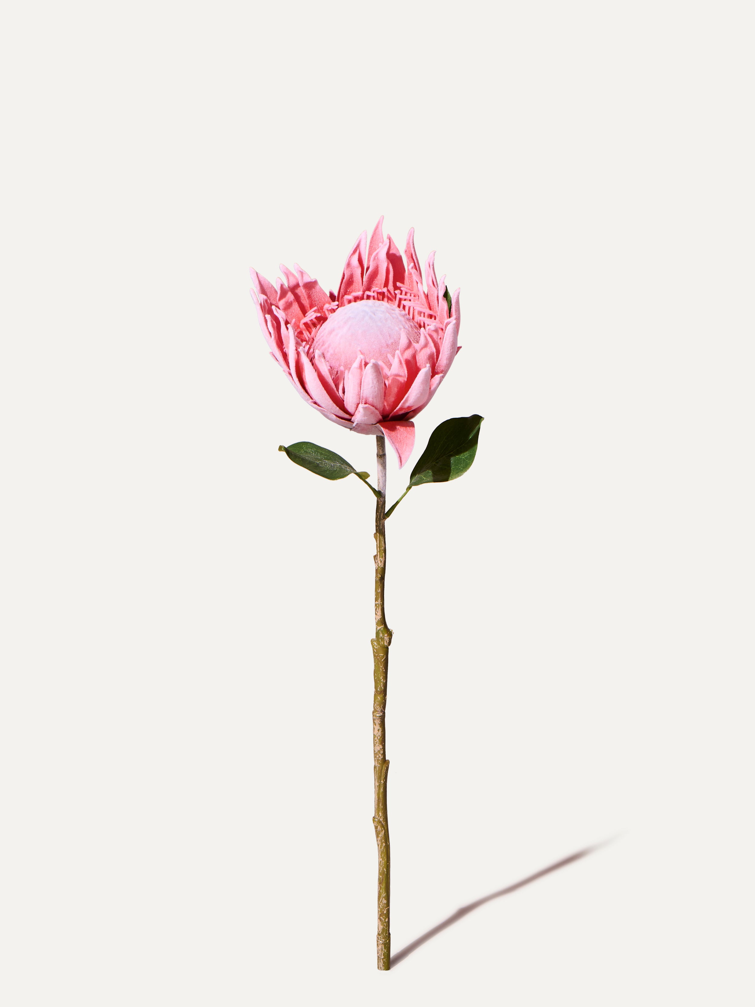 Protea 70 cm 1. Stk - Kunstblume