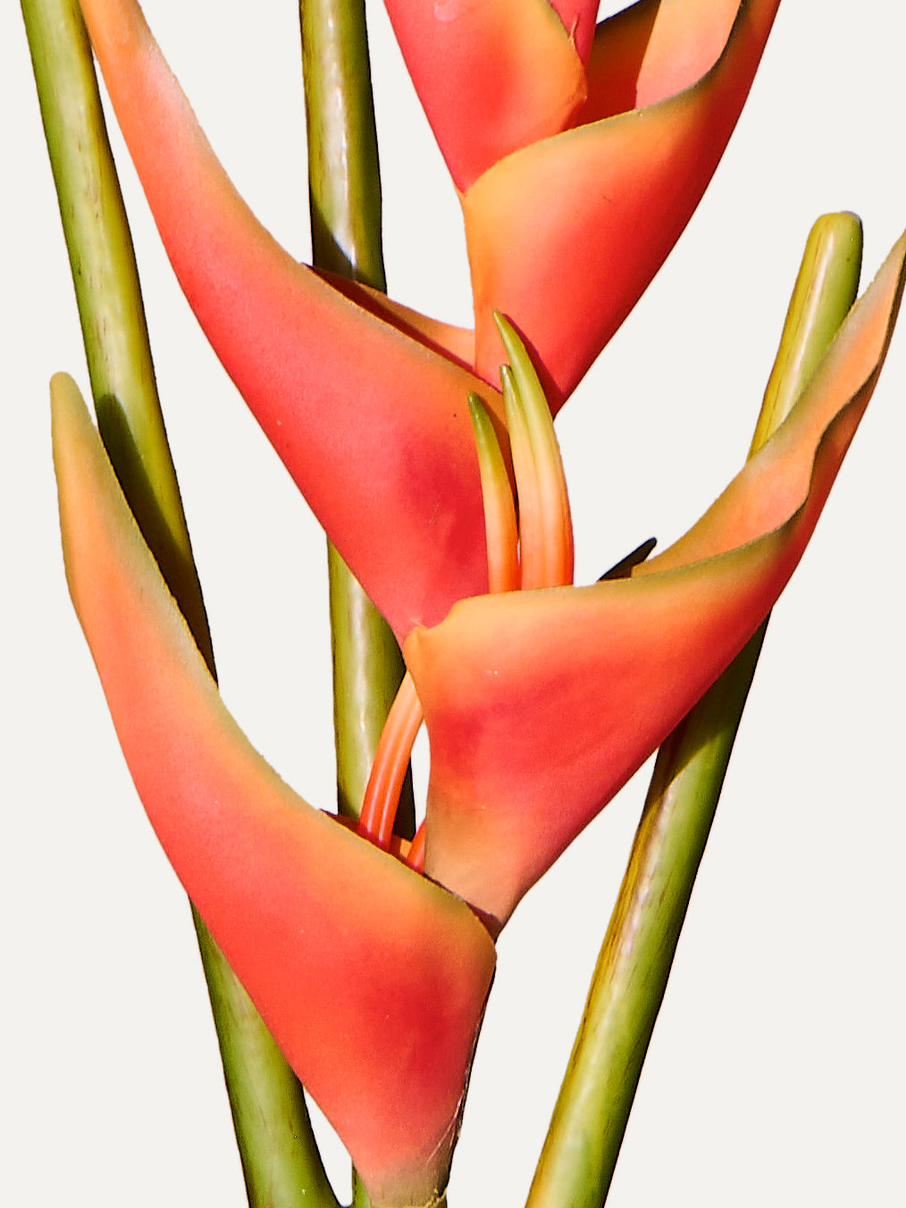 Krebsschere 105 cm 1 Stk. - Kunstblume