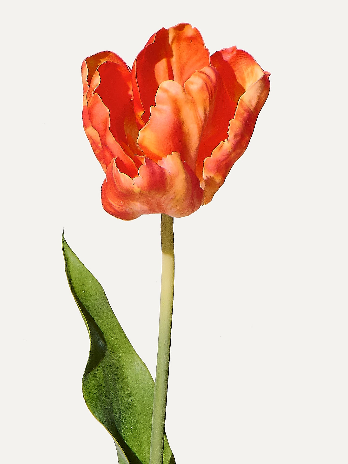 Tulip 84 cm 1 piece - artificial flower