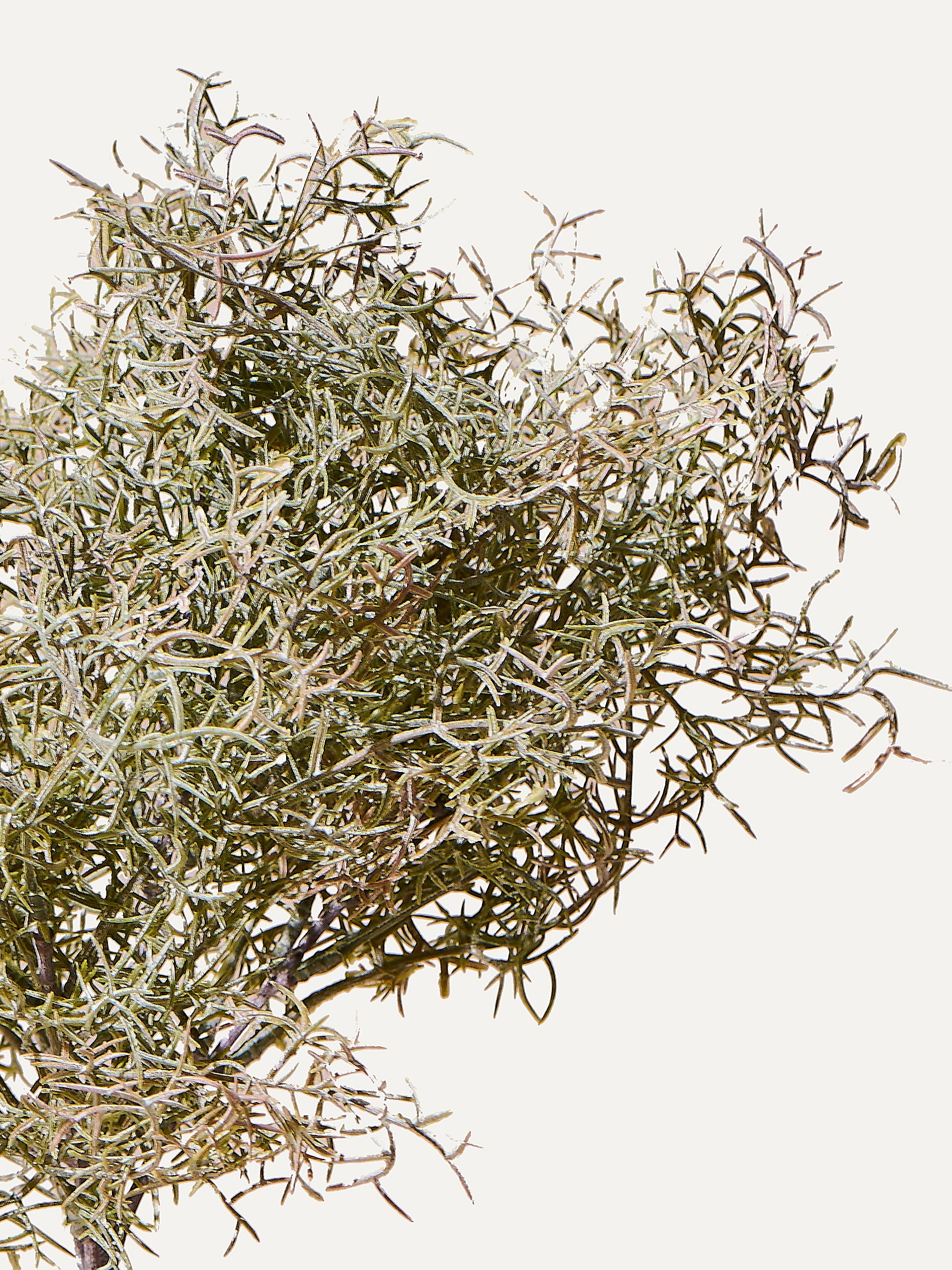 Asparagus 38 cm 1 piece - artificial branch