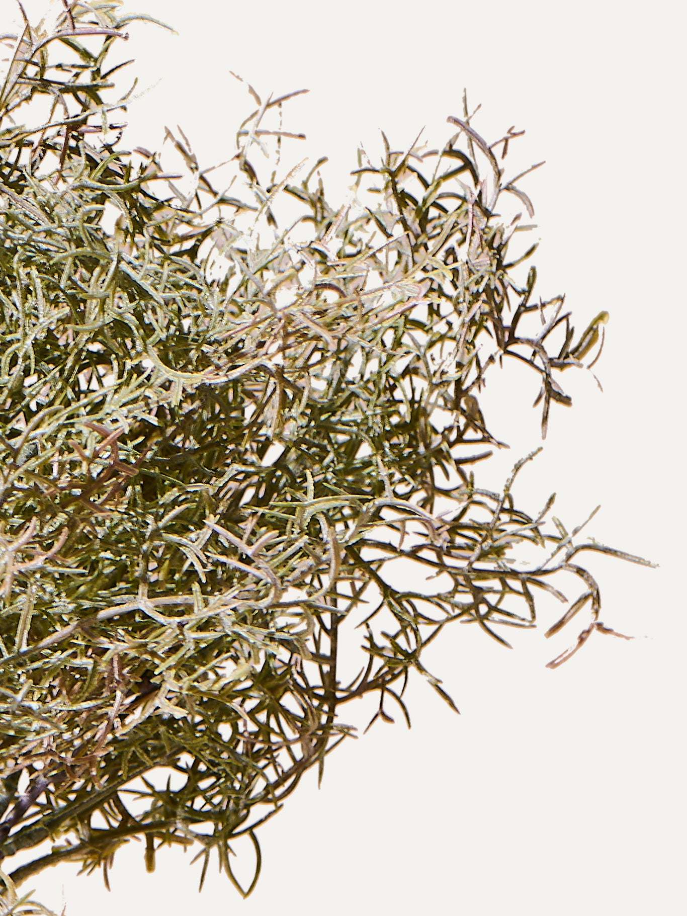 Asparagus 38 cm 1 piece - artificial branch