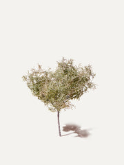 Asperge 38 cm 1 pièce - branche artificielle