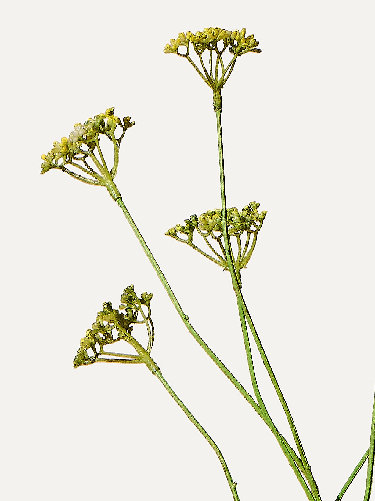 Dill Zweig 66 cm 1 Stk. - Kunstzweig